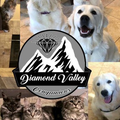 Diamond Valley Companions